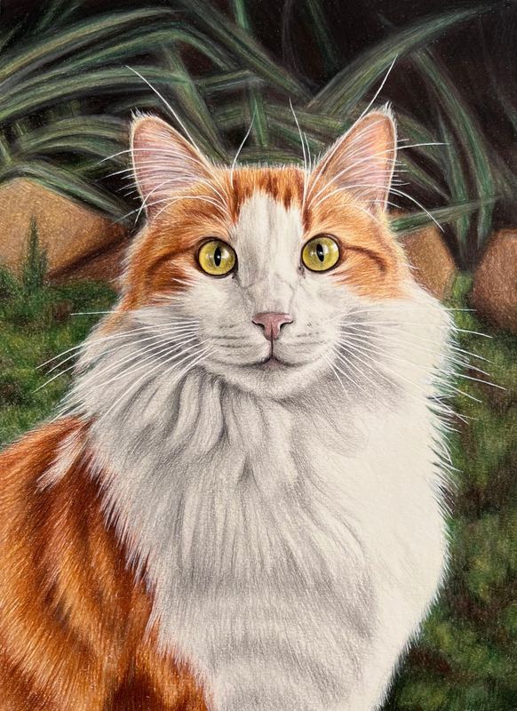 Courtney's Cat