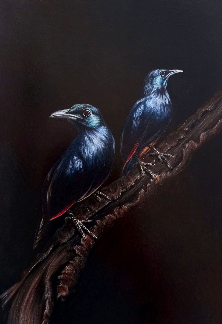 Coloured pencil portrait of two Cape starlings on a branch