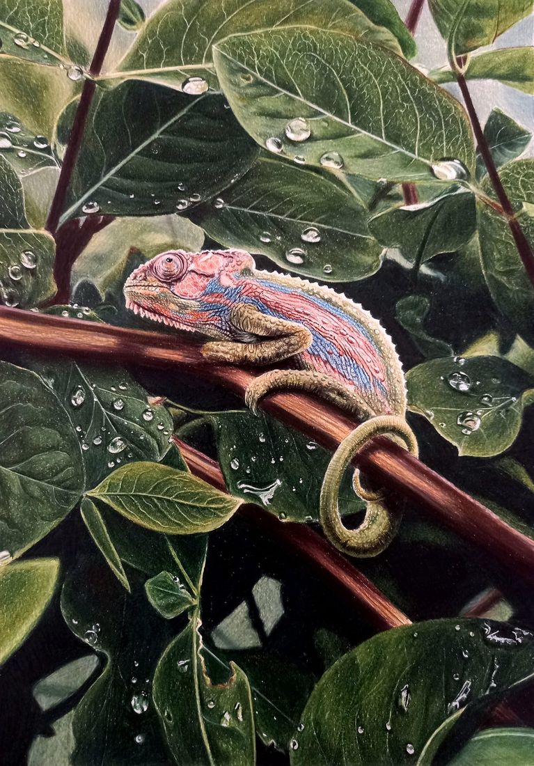 Coloured pencil portrait of a chameleon on a rain-dappled branch