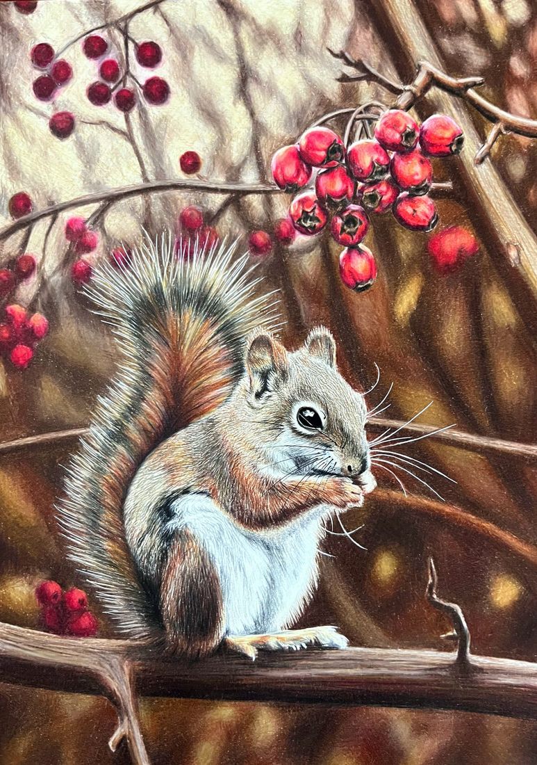 Coloured pencil portrait of a red squirrel among berries