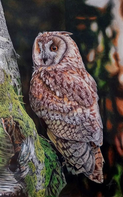 Coloured pencil portrait of a tawny owl on a mossy branch